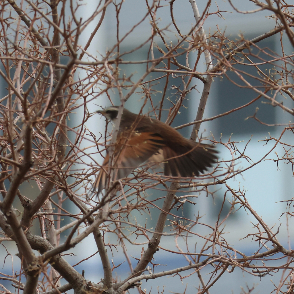 Dusky Thrush