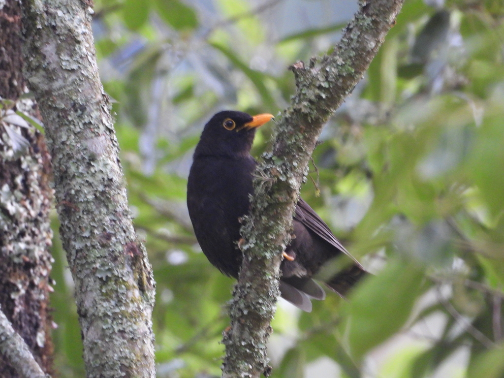 Black Thrush