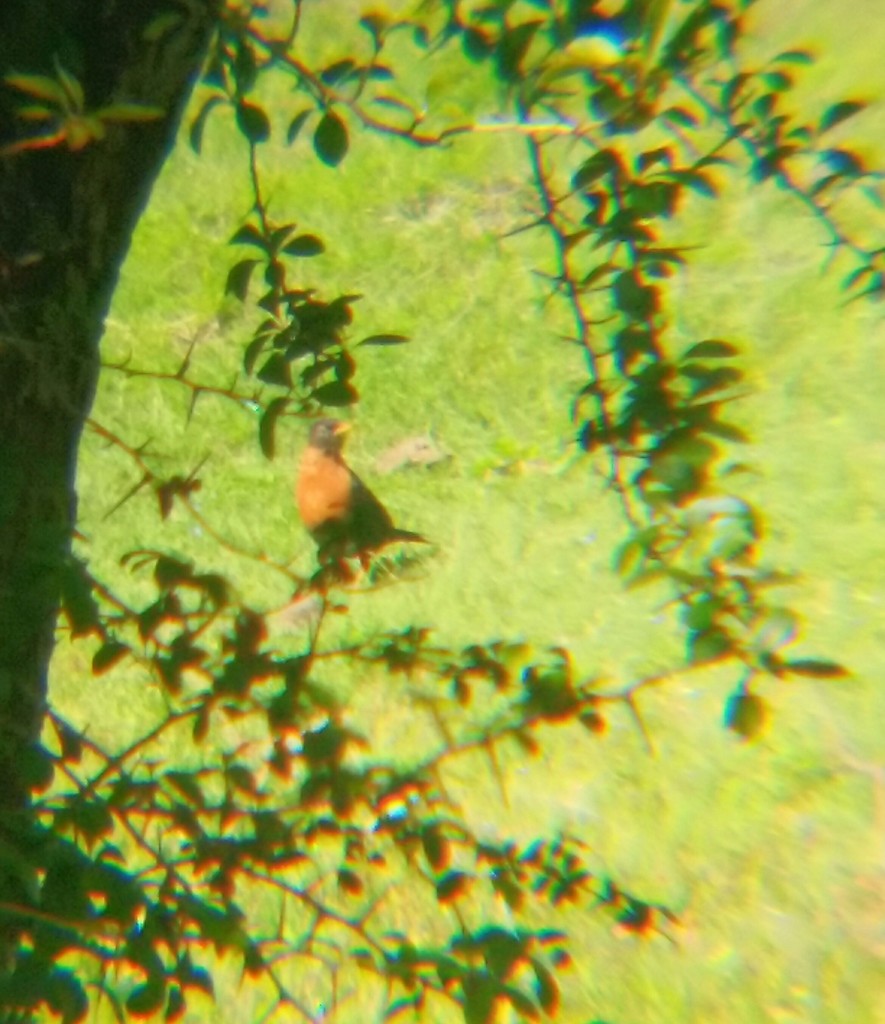 Rufous-collared Thrush