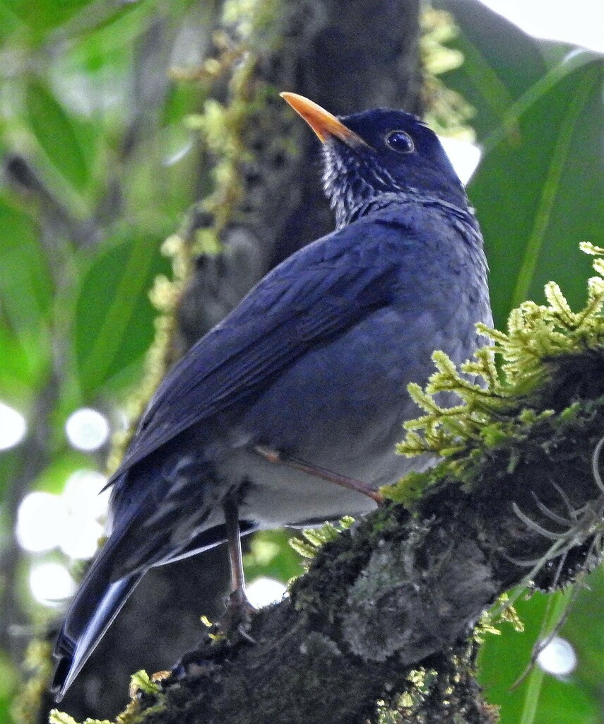 Andean Slaty Thrush