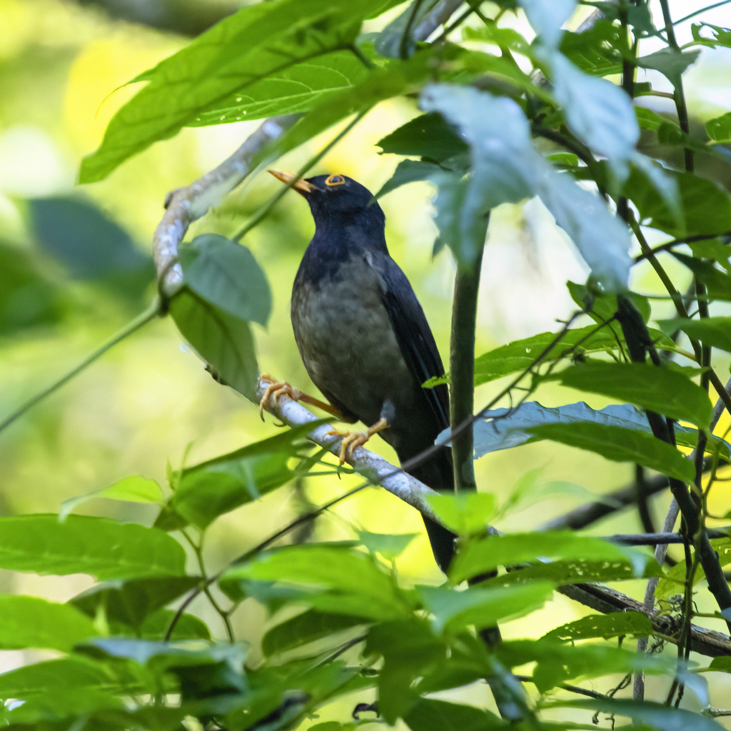 Black-hooded Thrush