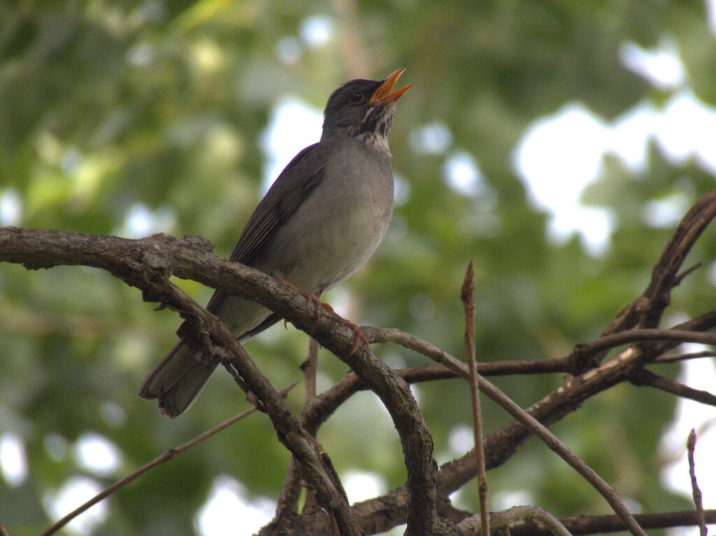 Blacksmith Thrush