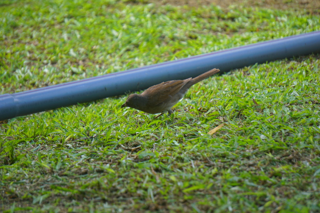 Campina Thrush