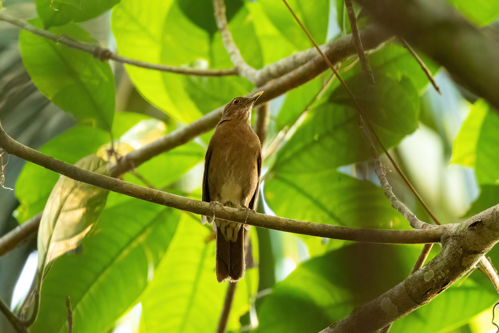 Varzea Thrush