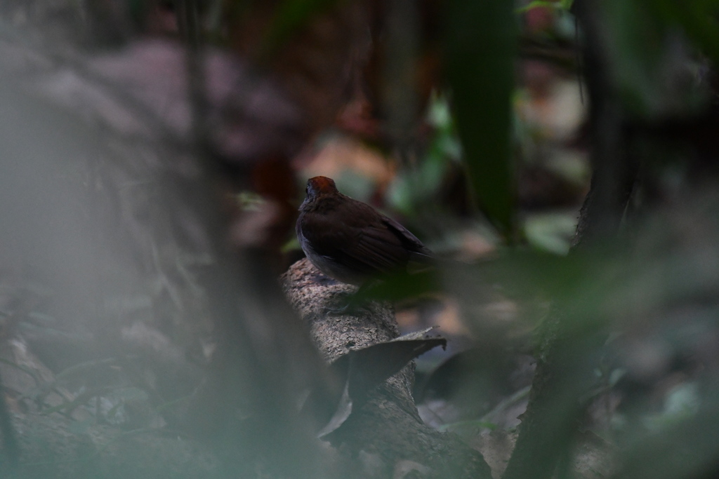 White-tailed Alethe