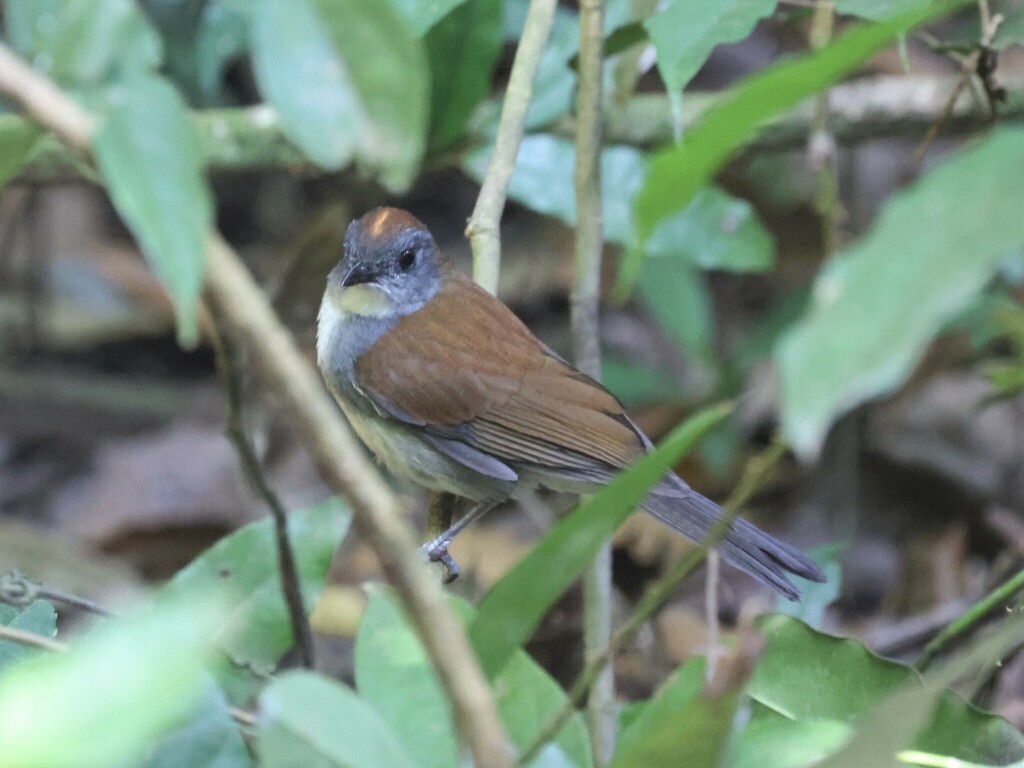 Fire-crested Alethe