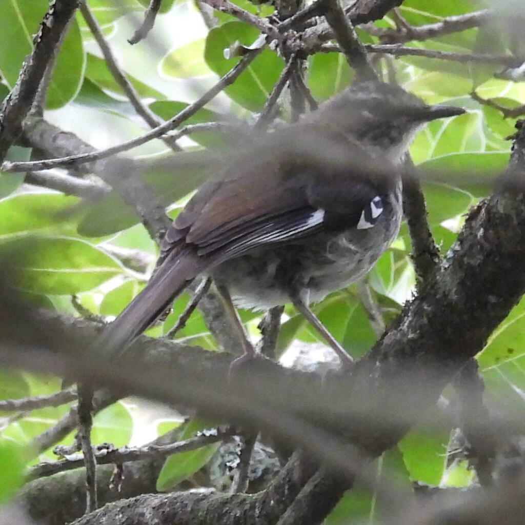Brown Scrub Robin