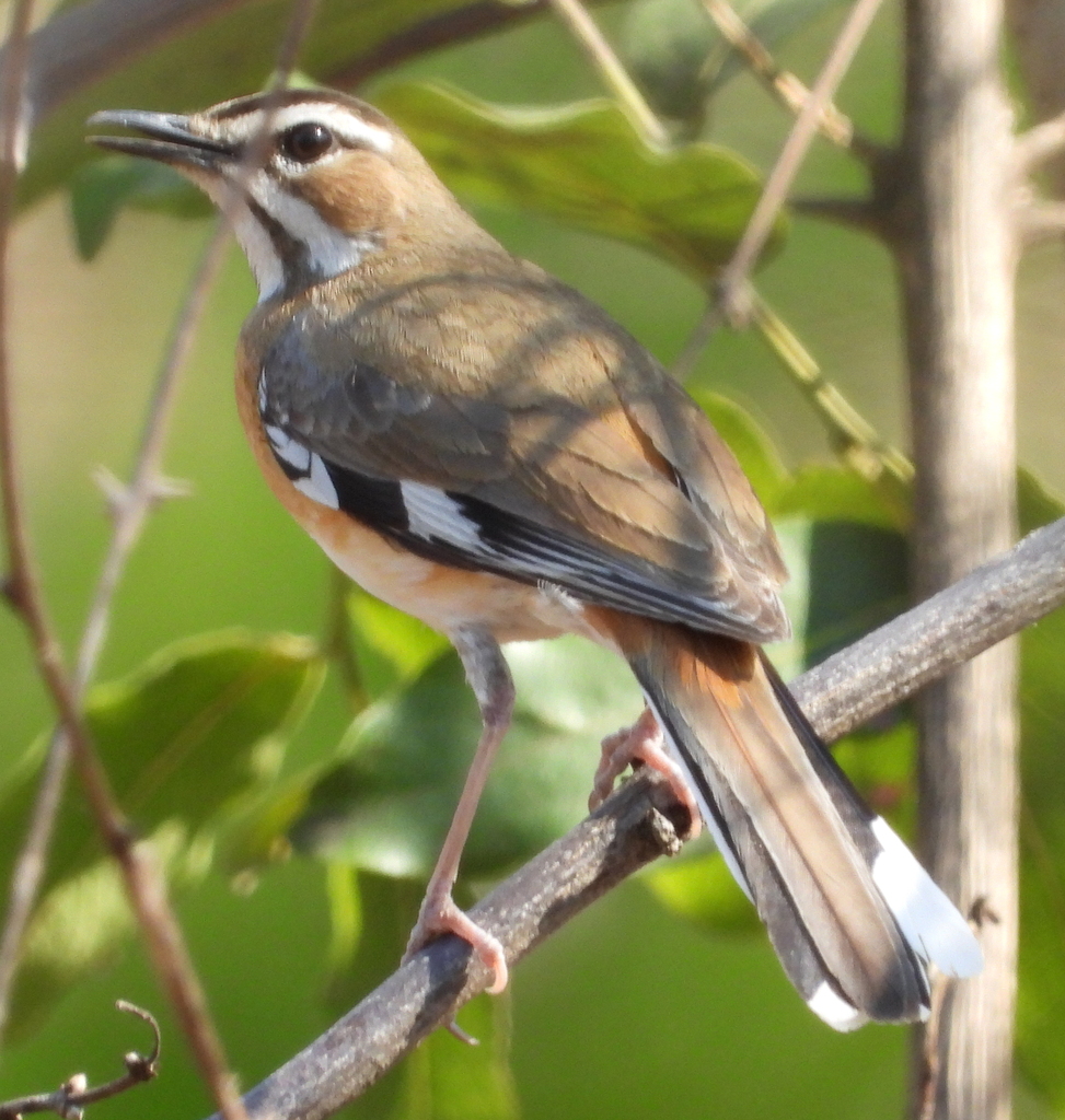 Bearded Scrub Robin
