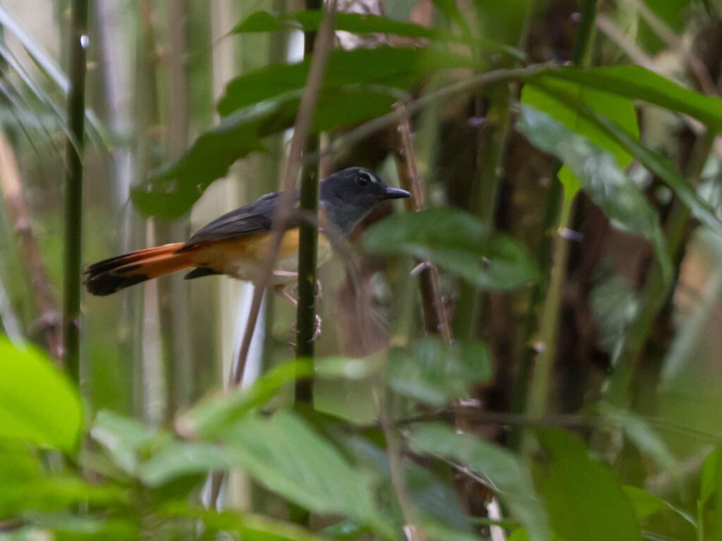 Rufous-tailed Shama