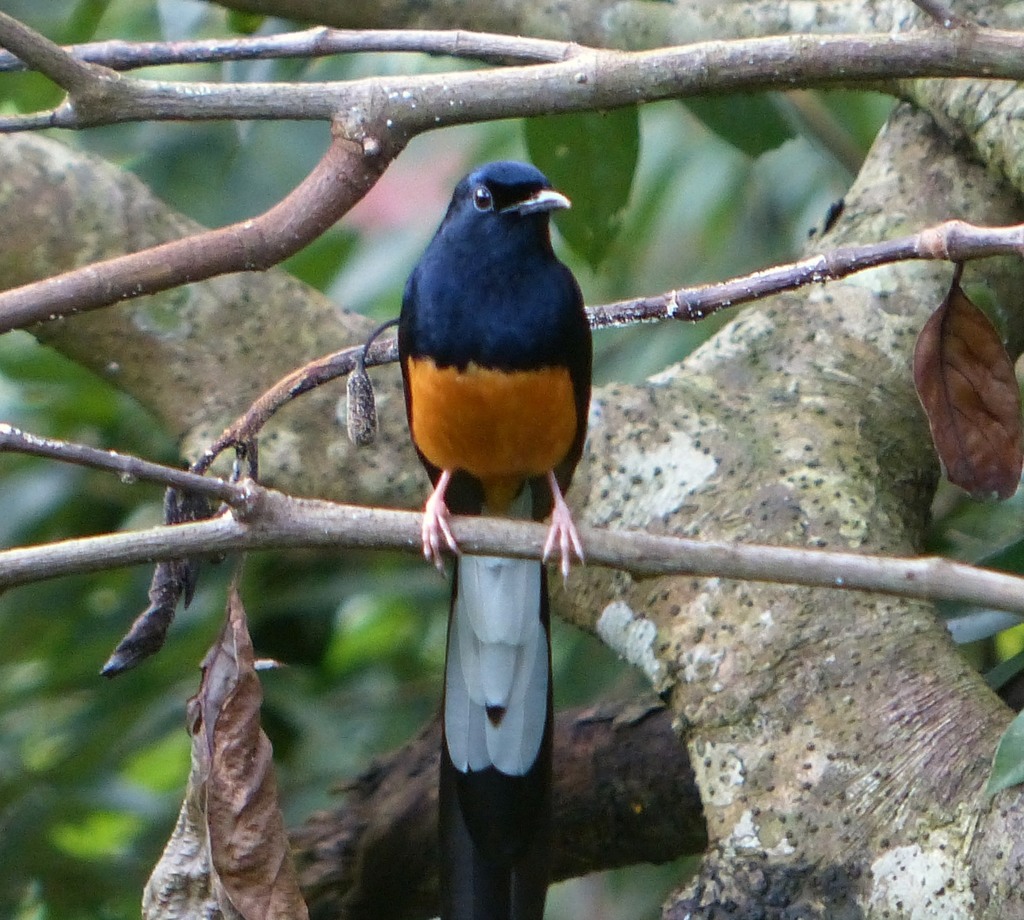 Sri Lanka Shama