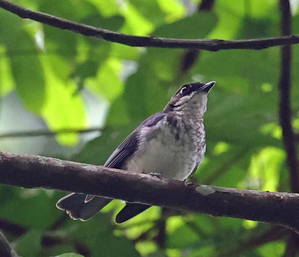 Fraser’s Forest Flycatcher