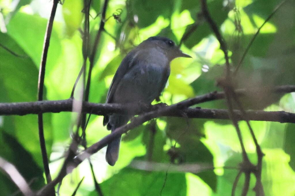 Grey-throated Tit-Flycatcher