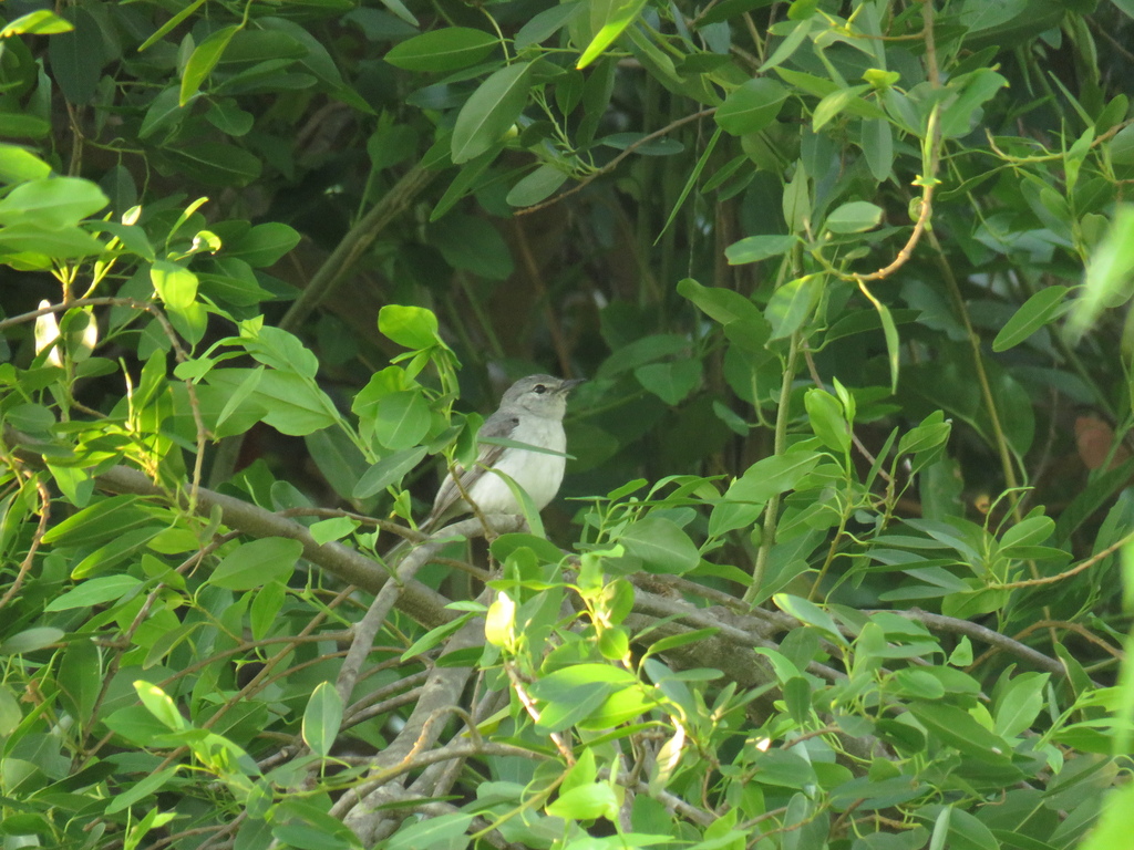 Grey Tit-Flycatcher