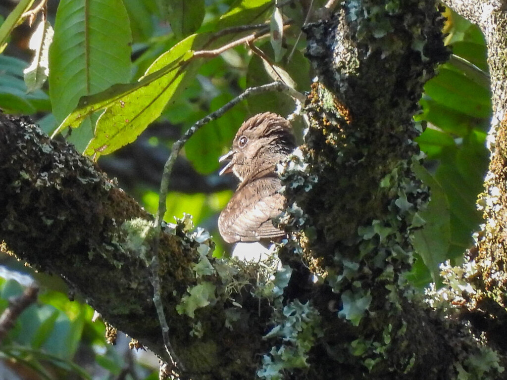 Sooty Flycatcher