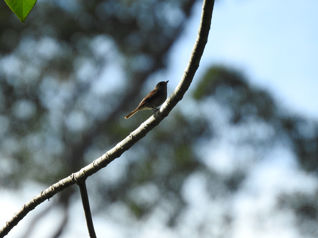 Brown-streaked Flycatcher