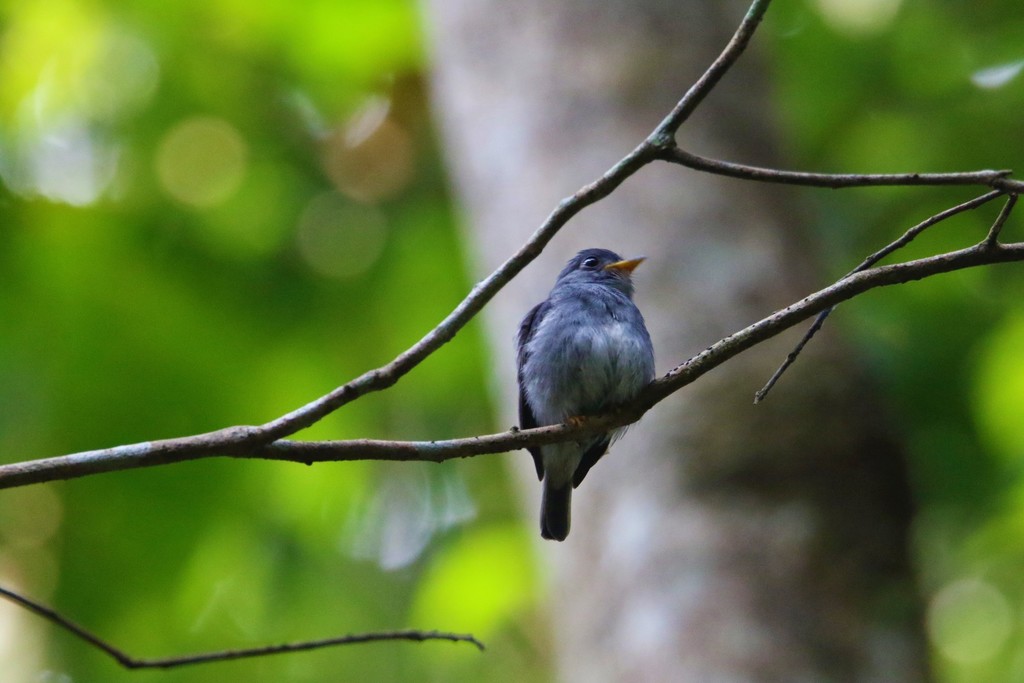 Yellow-footed Flycatcher