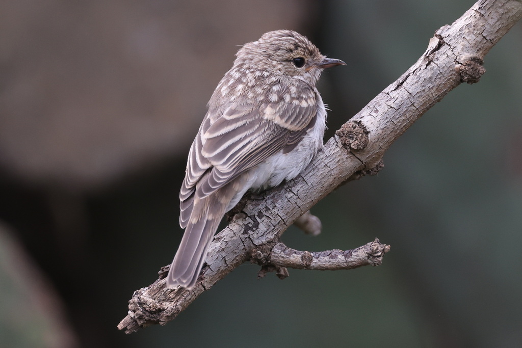 Gambaga Flycatcher