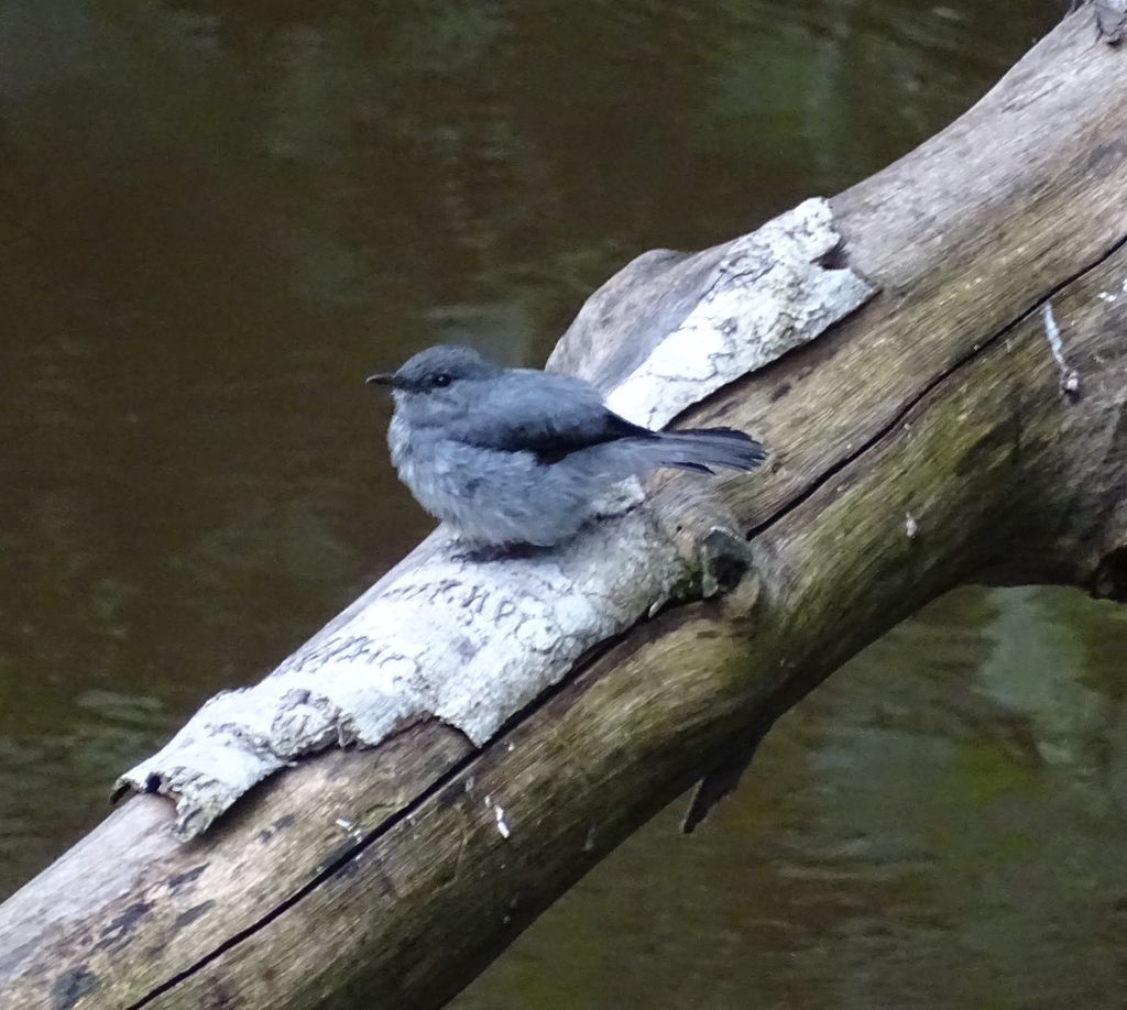 Cassin’s Flycatcher