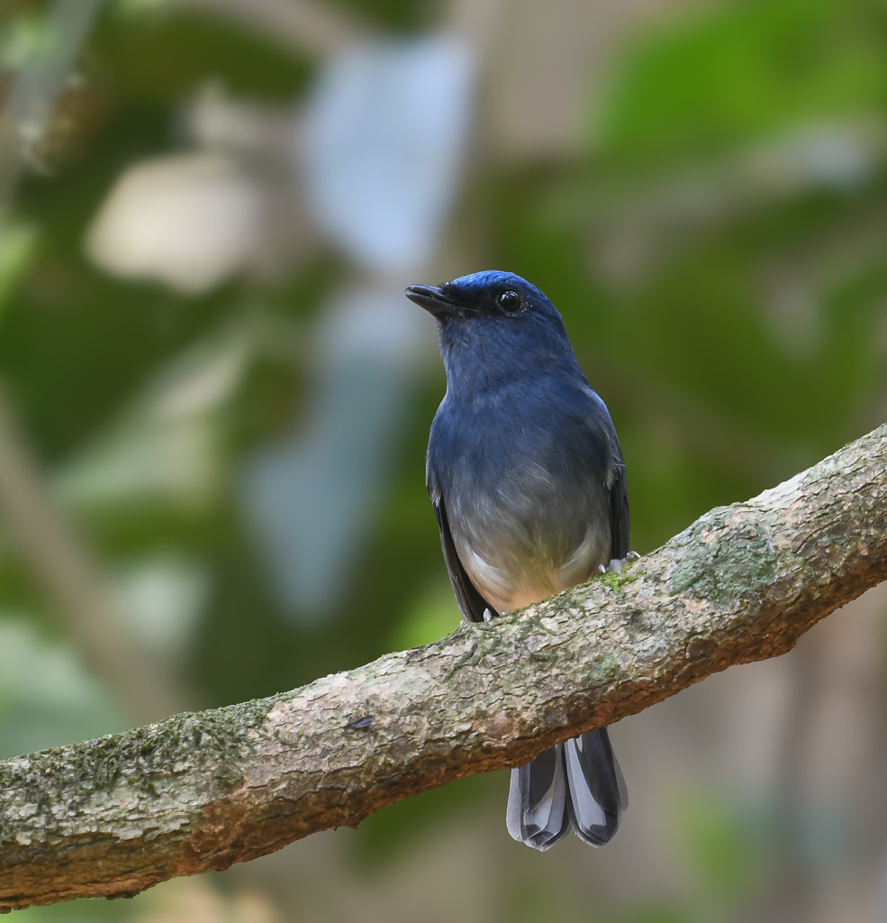 White-tailed Flycatcher