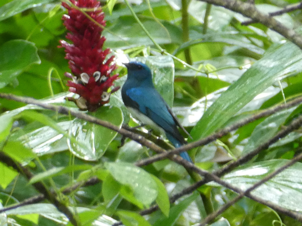Zappey’s Flycatcher