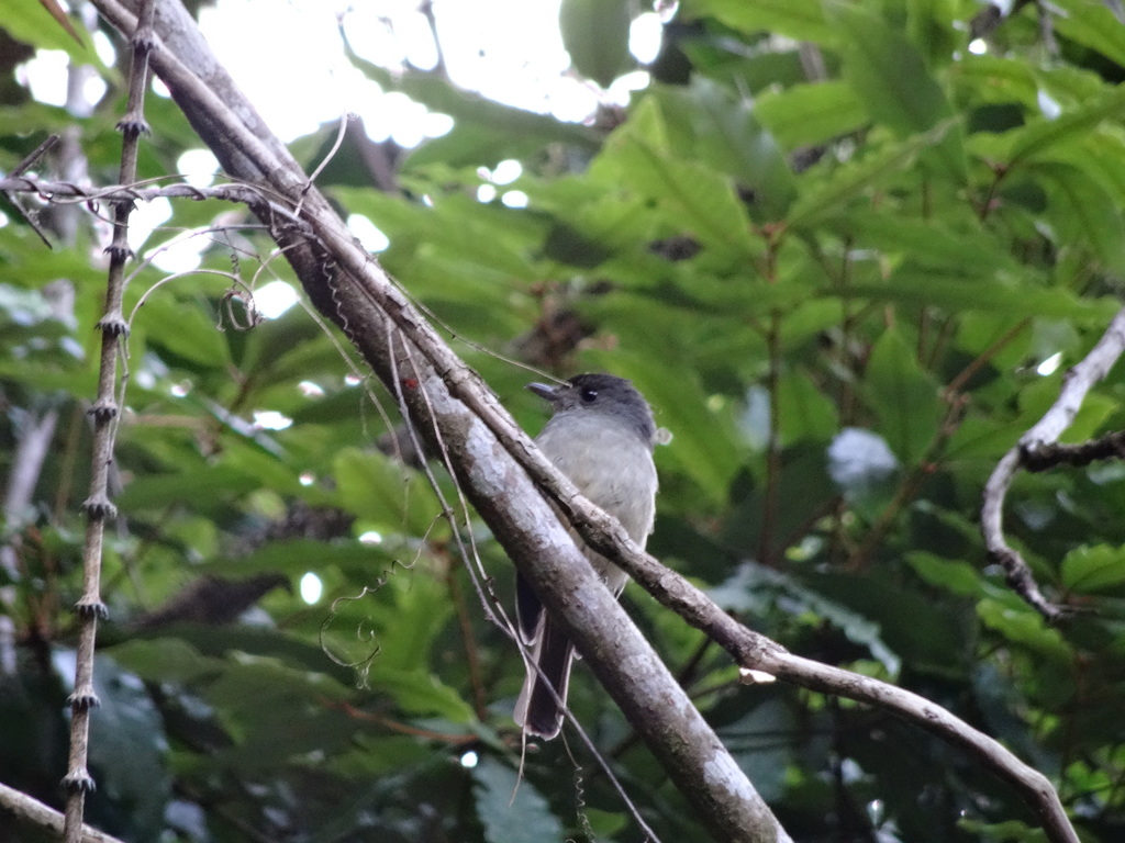 Matinan Blue Flycatcher