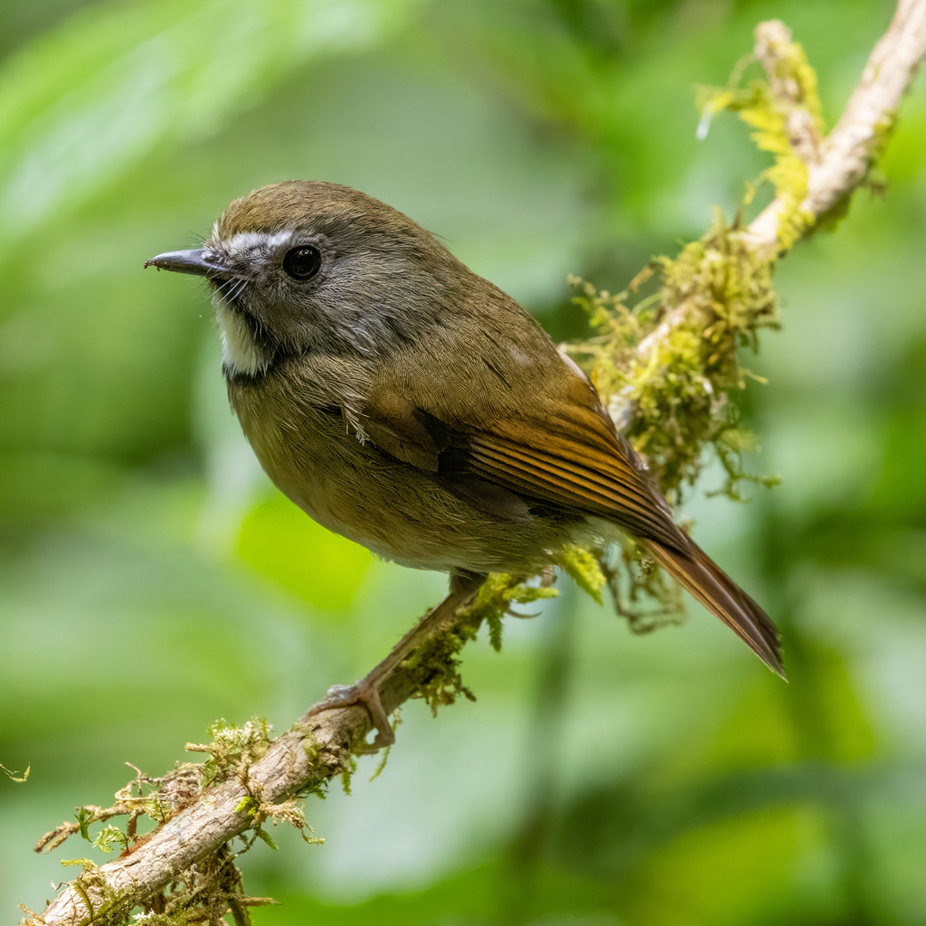 White-gorgeted Flycatcher