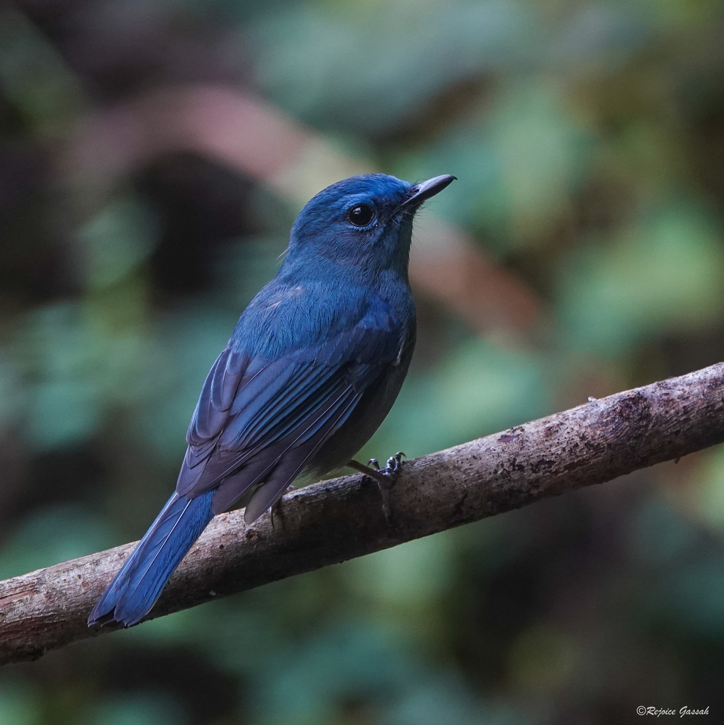 Pale Blue Flycatcher