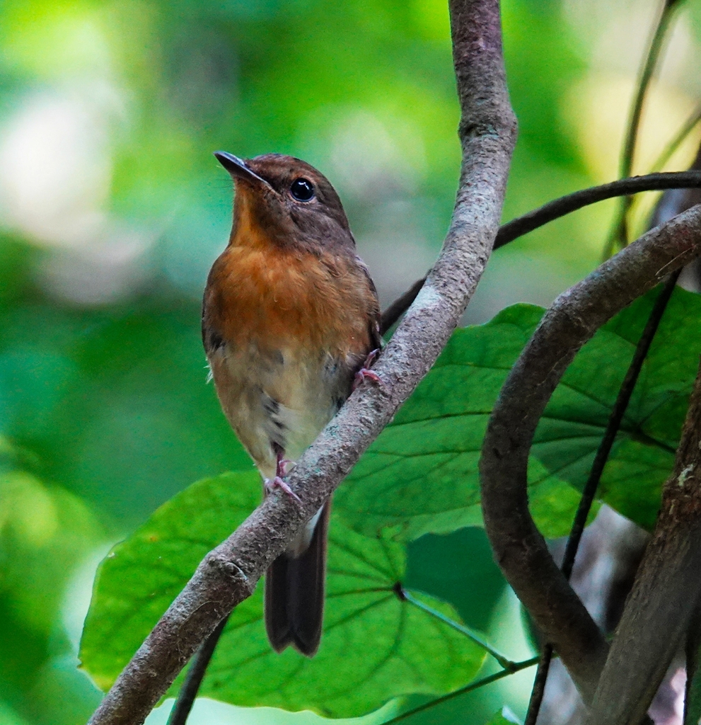 Chinese Blue Flycatcher