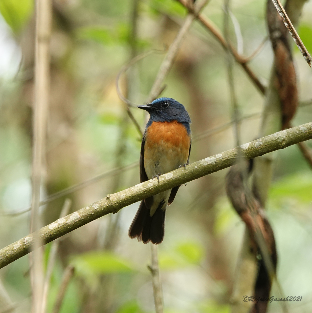 Blue-throated Blue Flycatcher