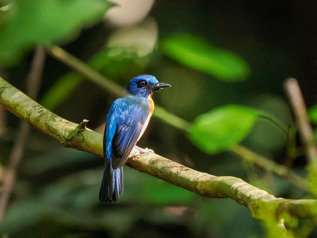 Sunda Blue Flycatcher