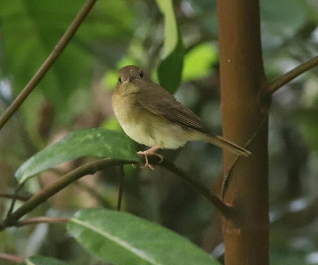 Brown-chested Jungle Flycatcher