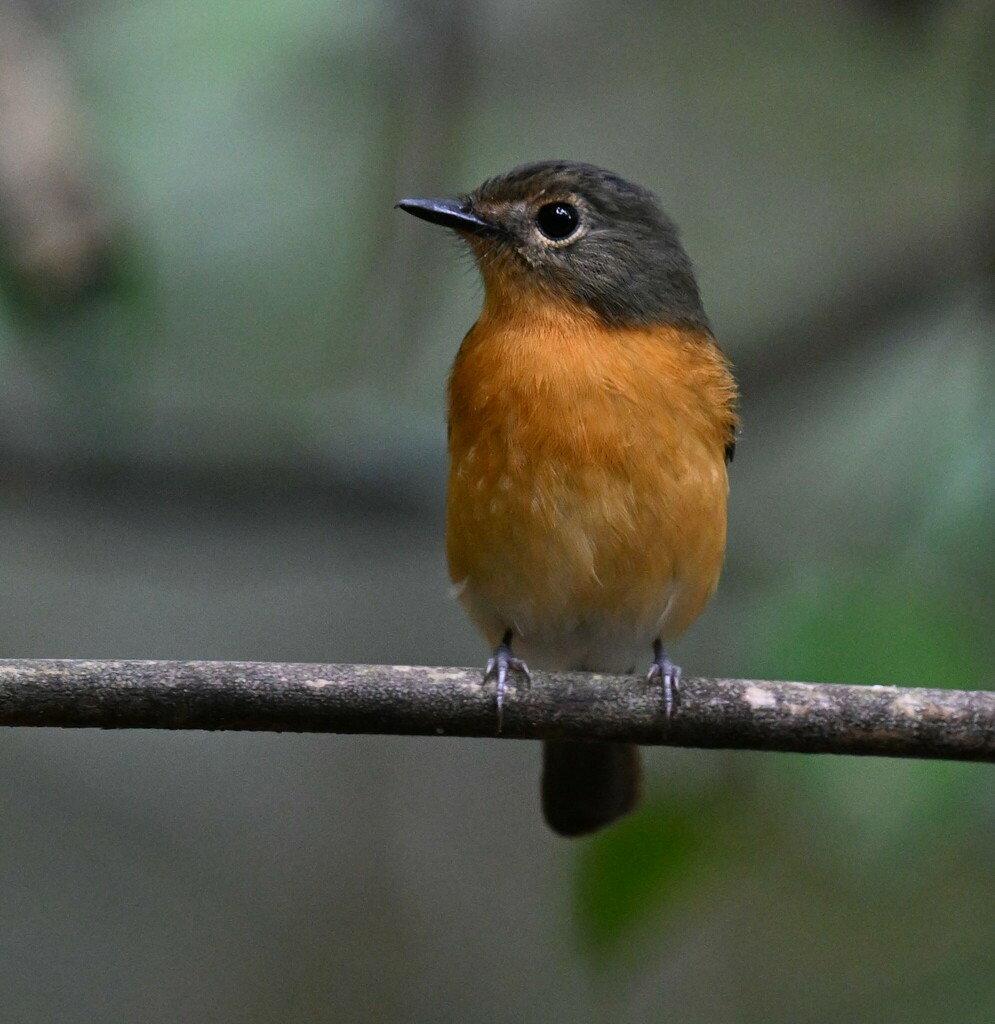 Dayak Blue Flycatcher