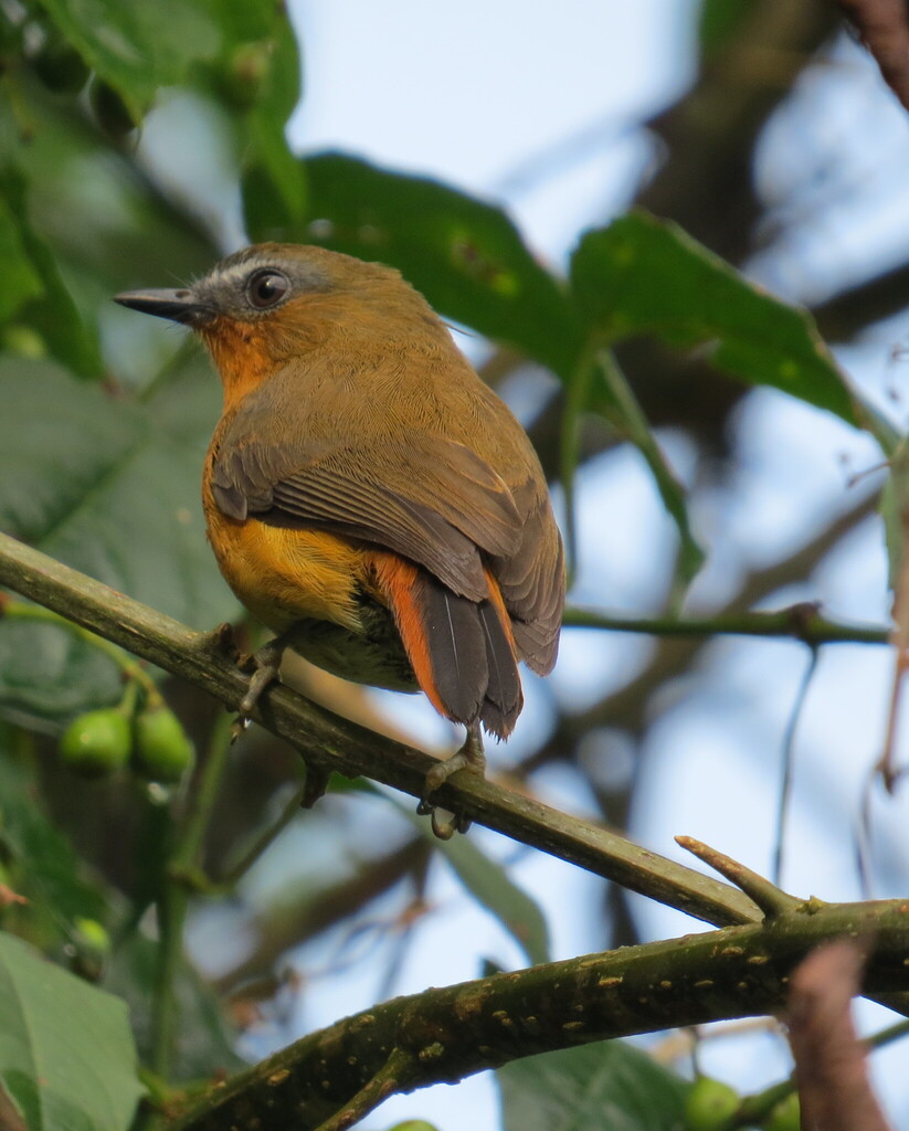White-bellied Robin-Chat