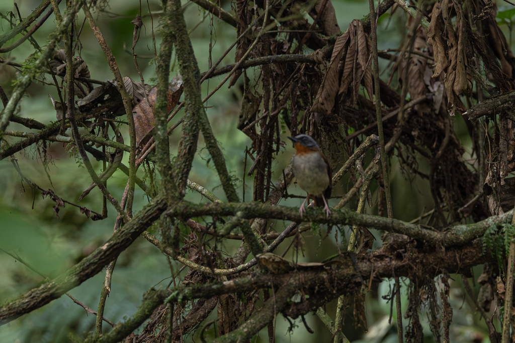 Red-throated Alethe