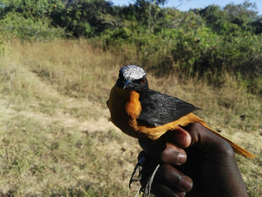 White-crowned Robin-Chat