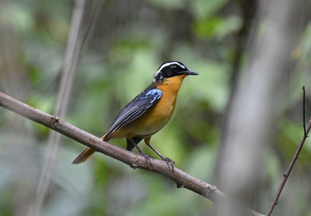 Blue-shouldered Robin-Chat