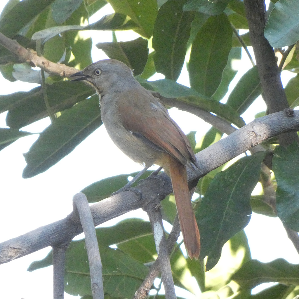 Collared Palm Thrush