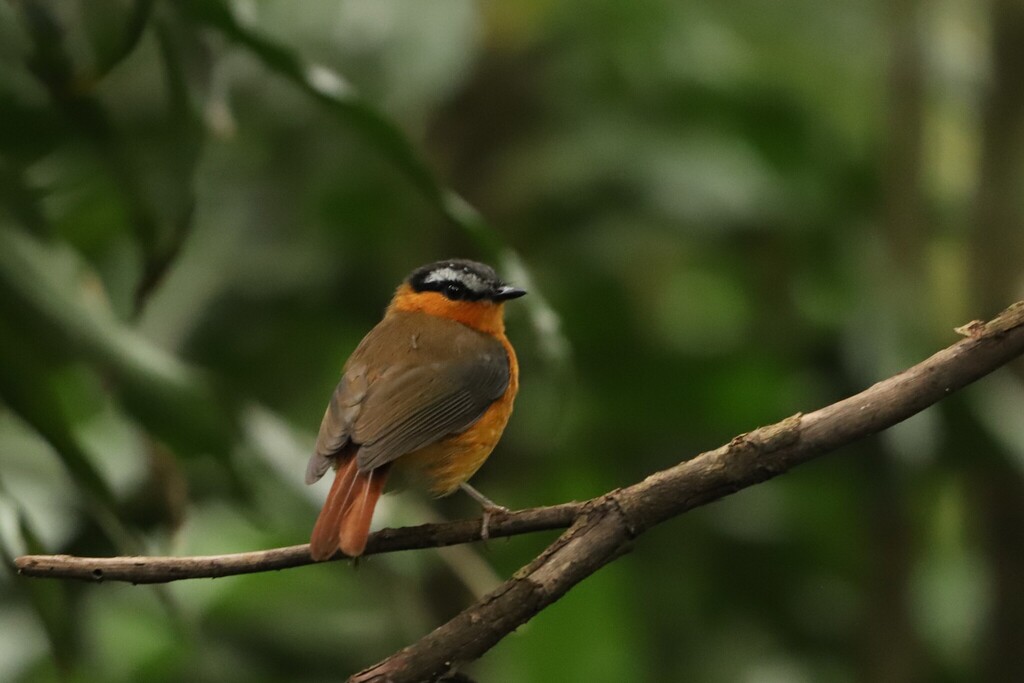 Grey-winged Robin-Chat