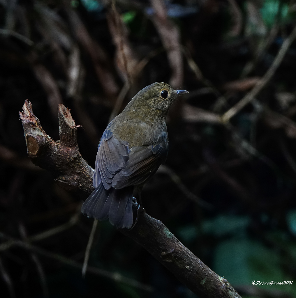 White-tailed Robin