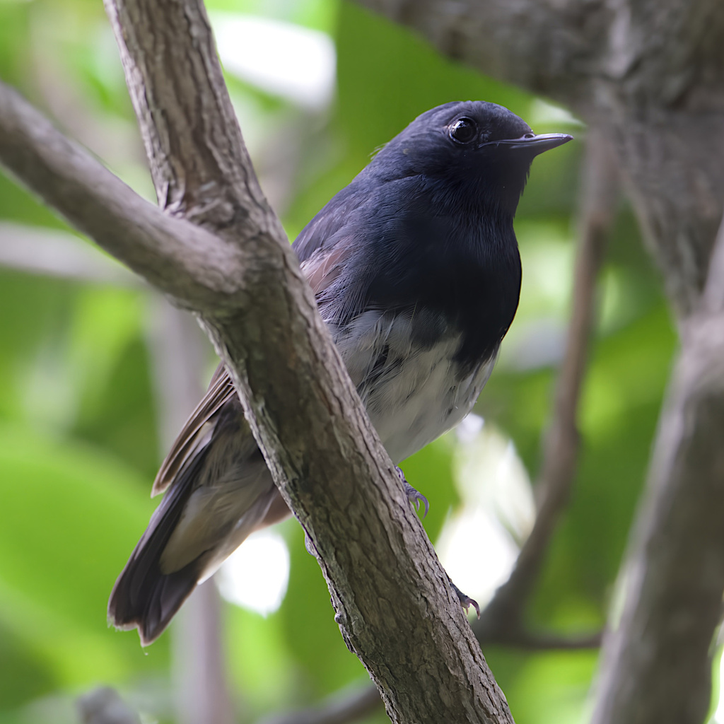 Blackthroat