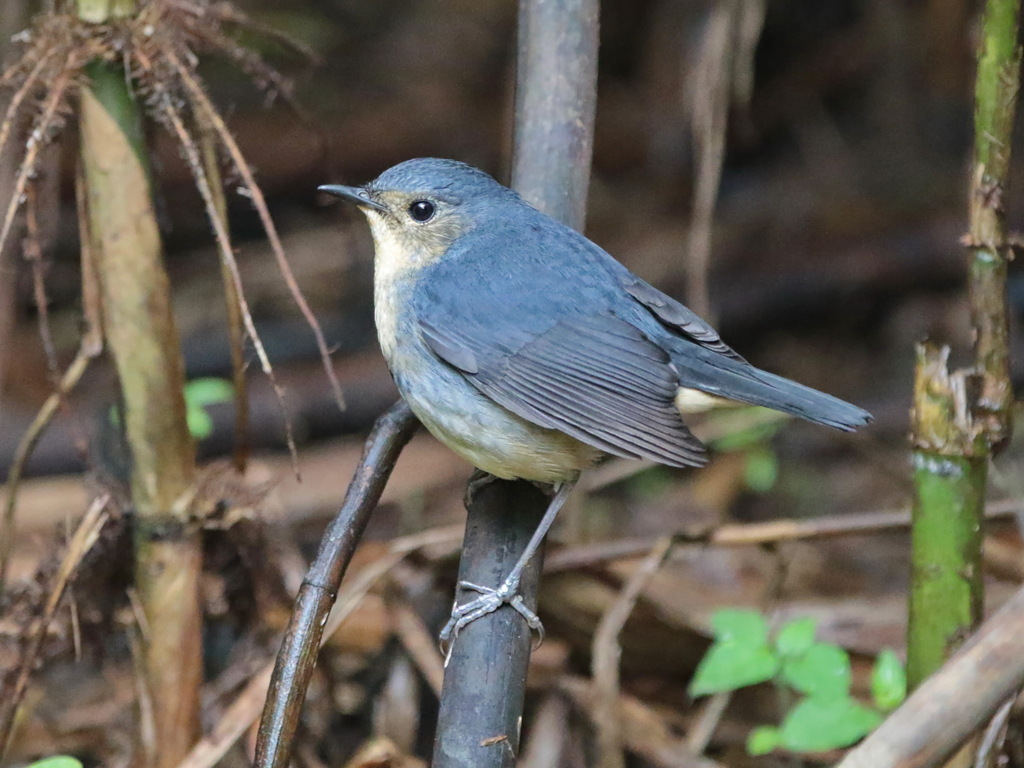 Firethroat