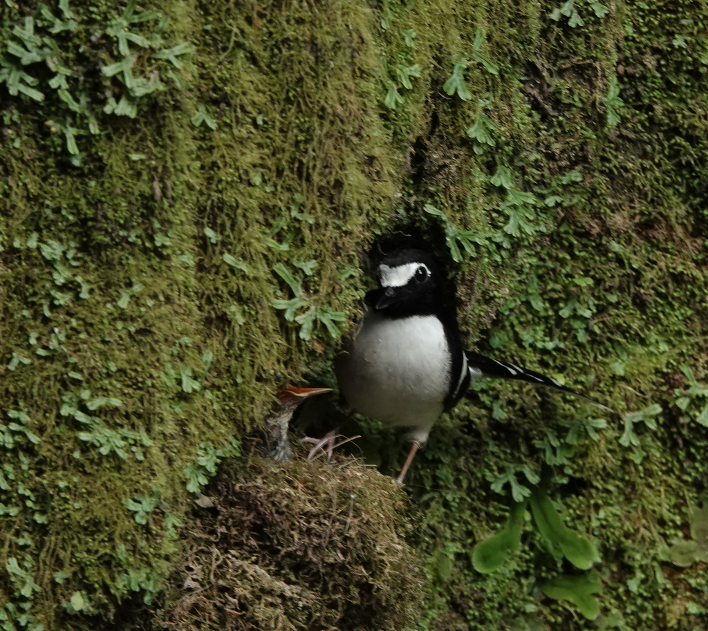 Black-backed Forktail