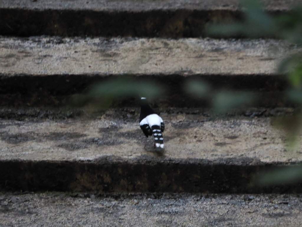 Bornean Forktail