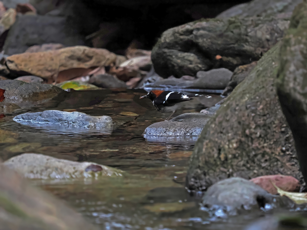 Chestnut-naped Forktail