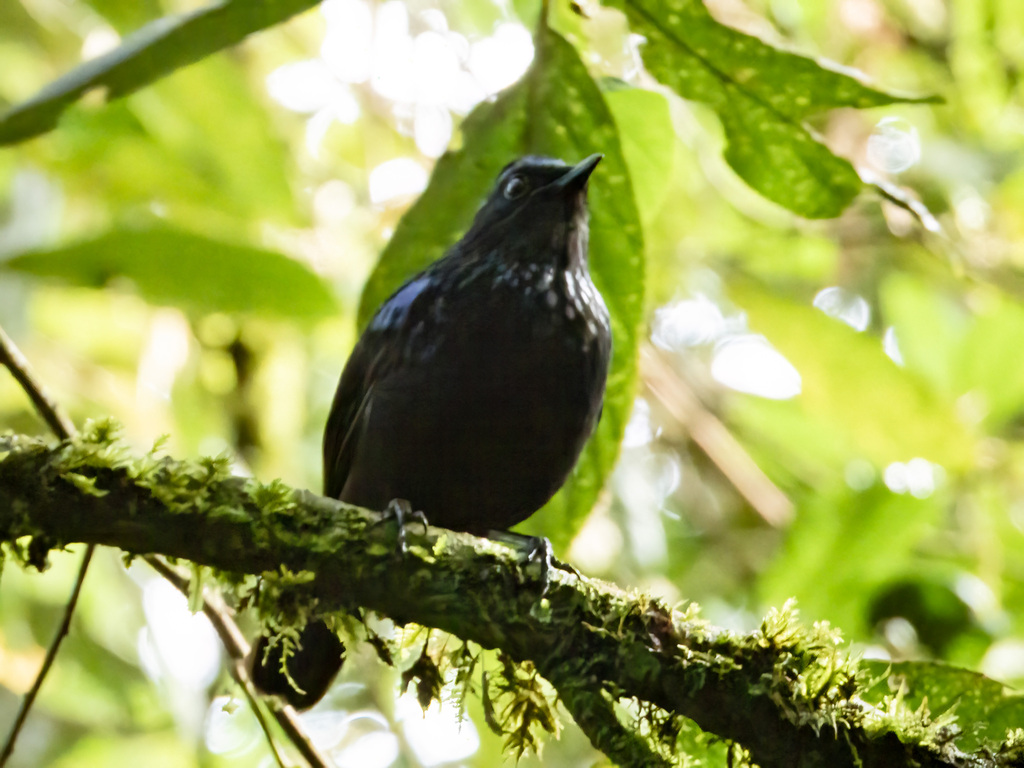 Shiny Whistling Thrush