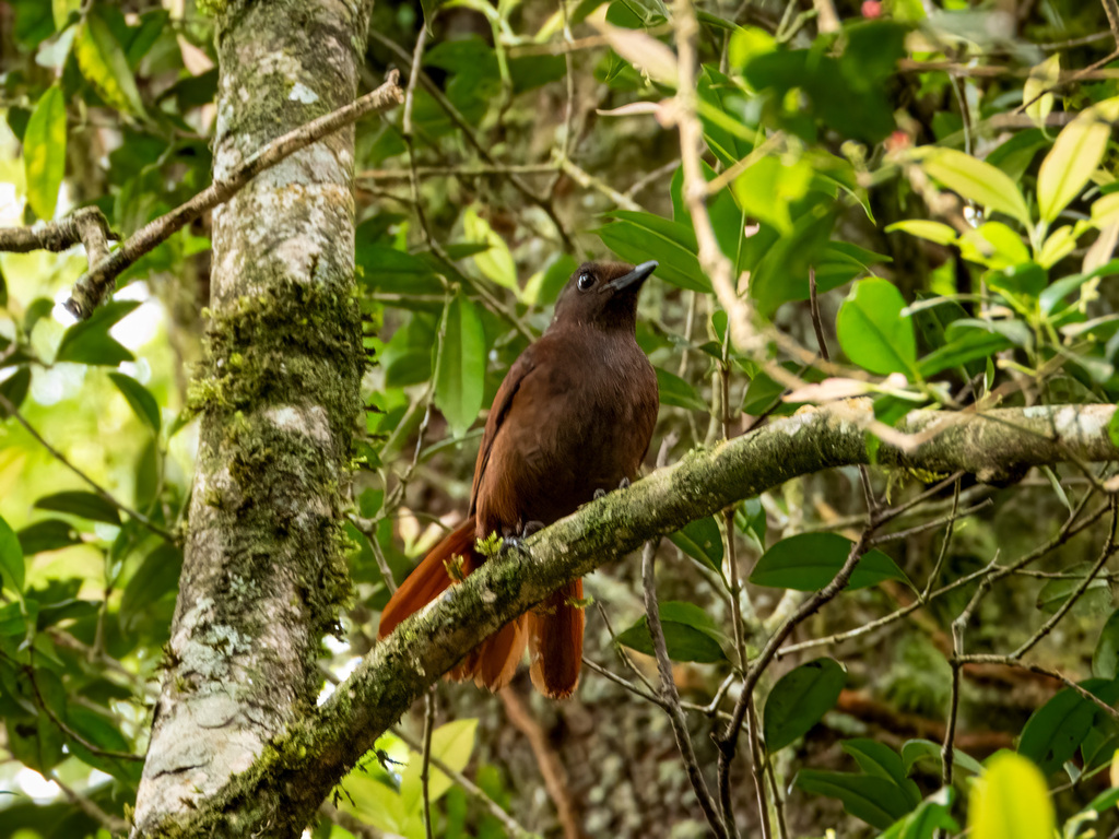 Brown-winged Whistling Thrush