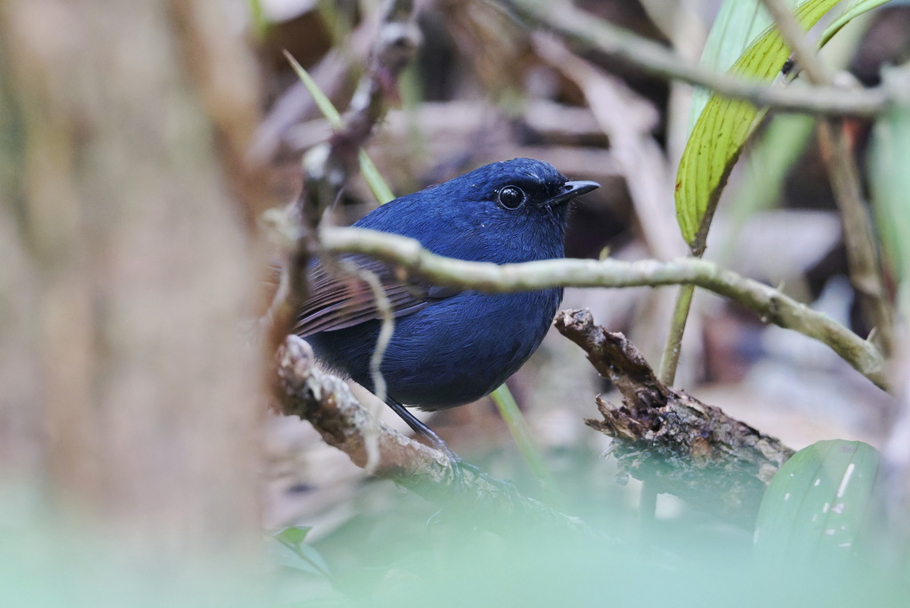 Bornean Shortwing
