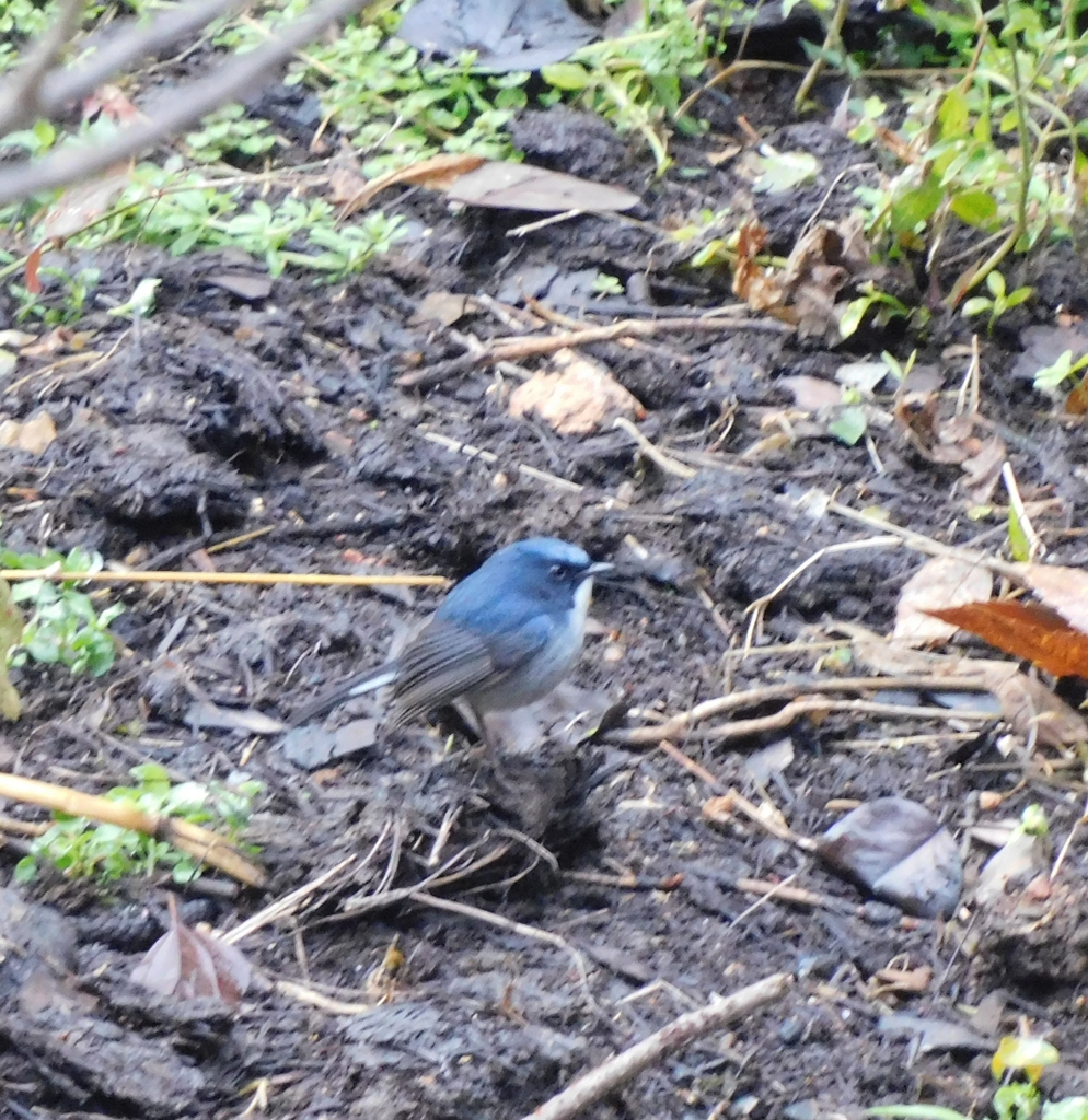 Slaty-blue Flycatcher
