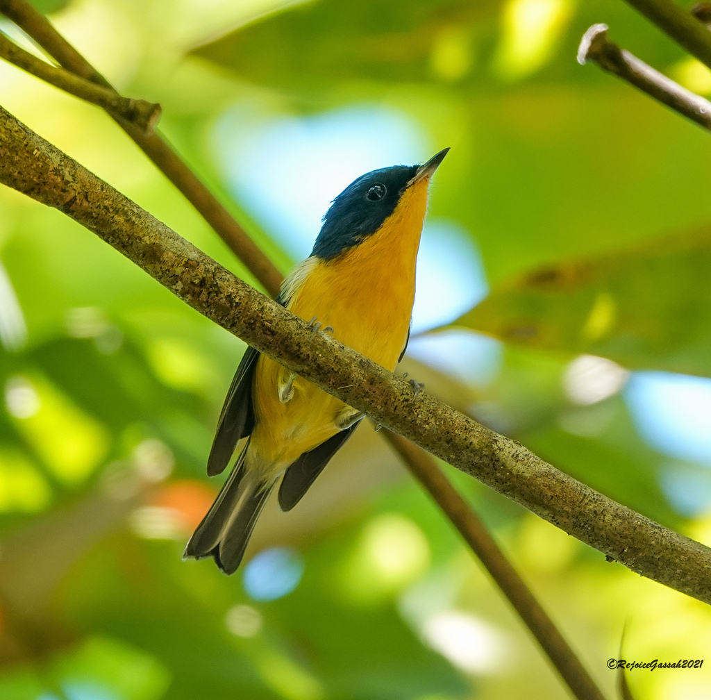 Pygmy Flycatcher