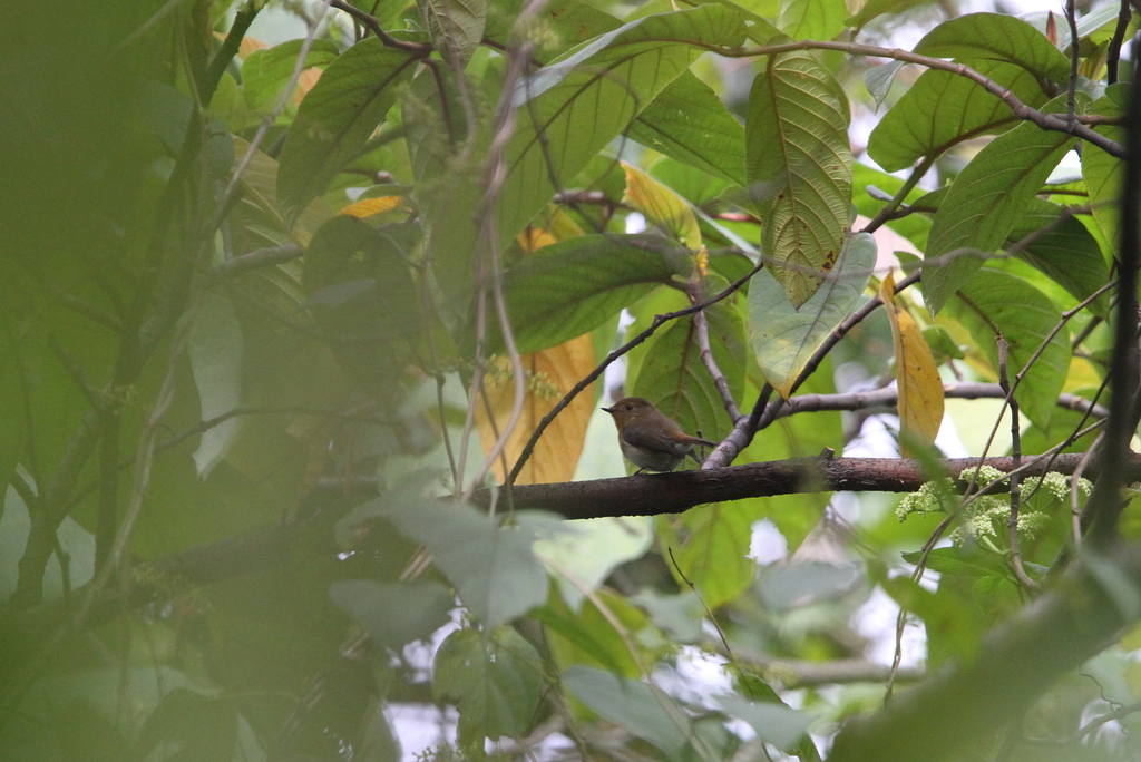 Sapphire Flycatcher
